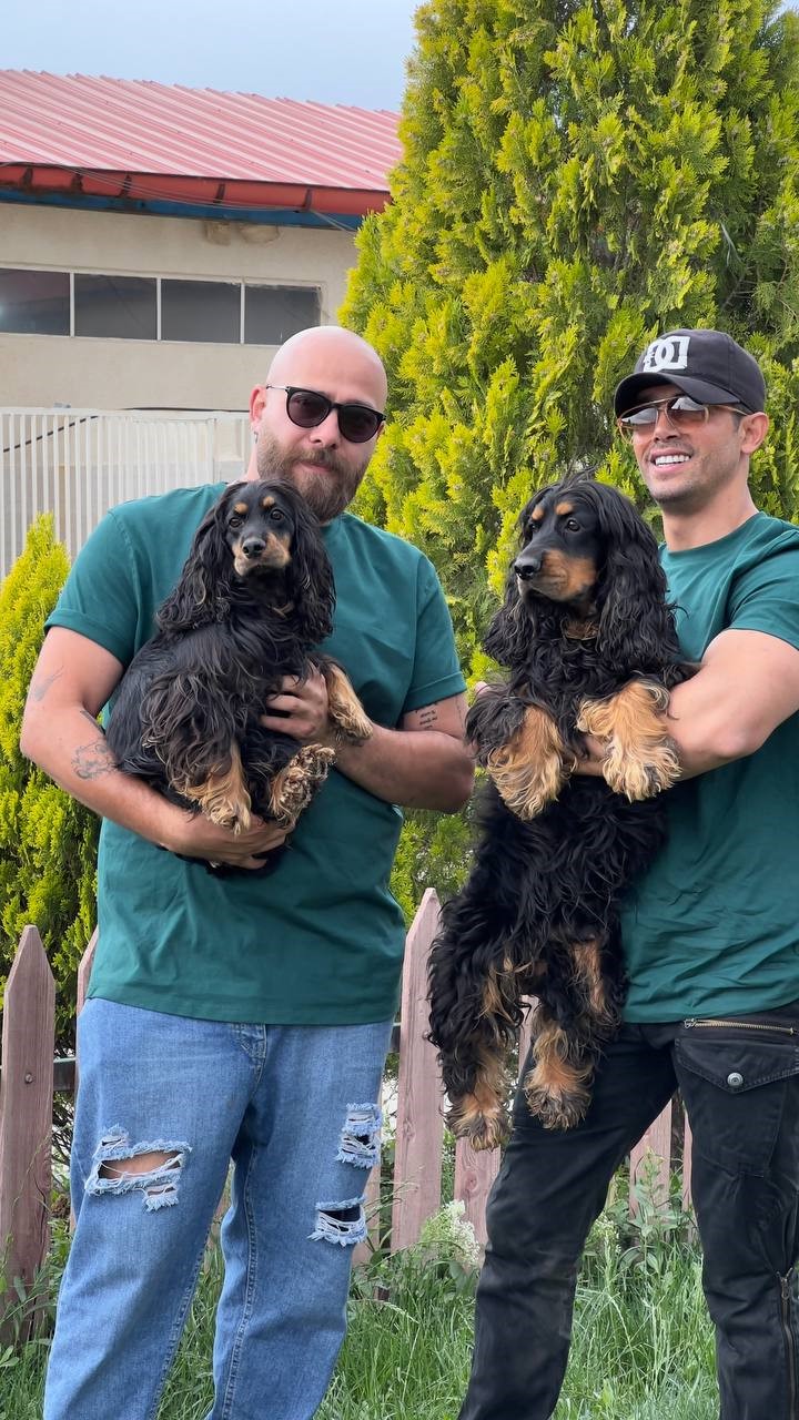 مولد نژاد انگلیش کوکر اسپانیل دیزیره (Desiree)